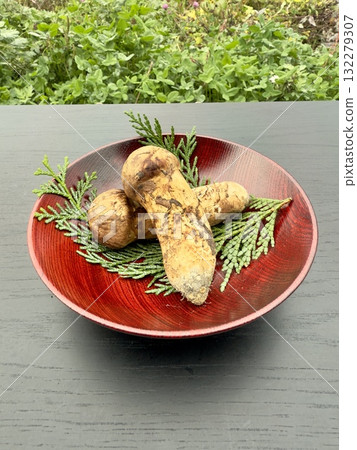 松茸 松茸 132279307