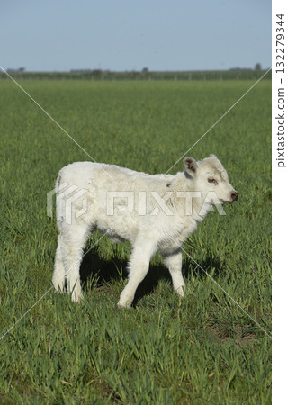 White Shorthorn calf , in Argentine countryside, La Pampa province, Patagonia, Argentina. White Shorthorn calf , in Argentine countryside, La Pampa province, Patagonia, Argentina. 132279344