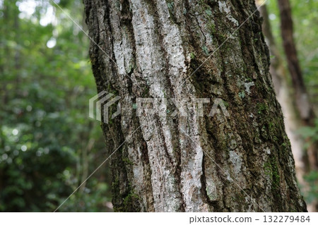 As the forest transitions from summer to autumn, the trunks of the oak trees quietly reflect the changing seasons. 132279484