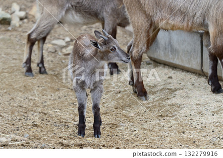 喜馬拉雅兒童 132279916