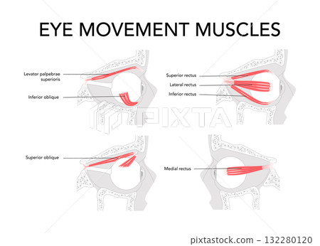 Set of Ocular muscles labeled anatomy chart, superior rectus, inferior rectus, medial rectus, lateral rectus, superior 132280120