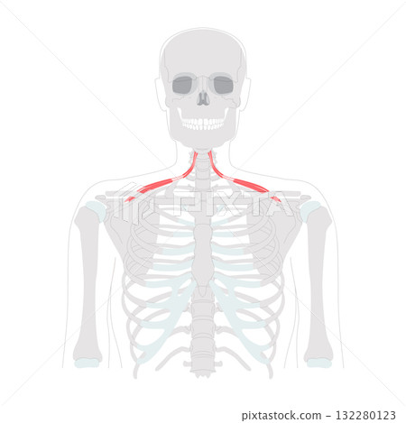 Omohyoid - Neck strap muscle illustrated in diagram, depresses and retracts hyoid bone, involved in neck tension 132280123
