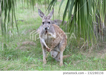一隻紅袋鼠盯著你 一隻紅袋鼠盯著你 132280138
