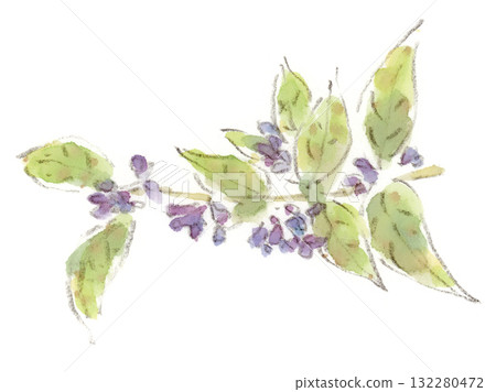 秋季植物南天竹的水彩畫，它開著類似灌木三葉草的紫色花朵 132280472