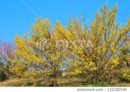 花桃村：早春時節，東秩父村里山地區盛開的櫻花與藍天相映成趣 132280546