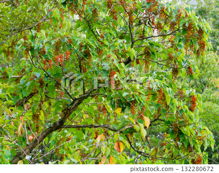 楊柳科植物的紅色果實 132280672