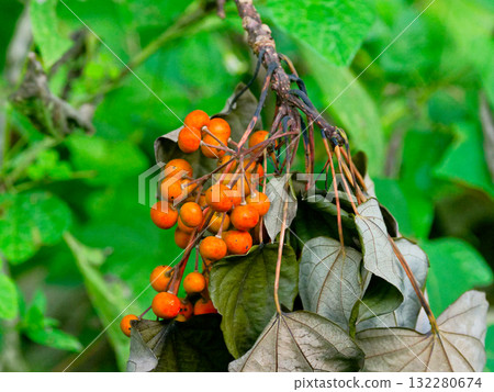 Aigiri red fruit 132280674