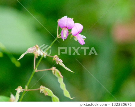 Flower of Alecidnus bali 132280675