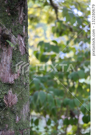 森林裡長滿青苔的樹幹 132280679