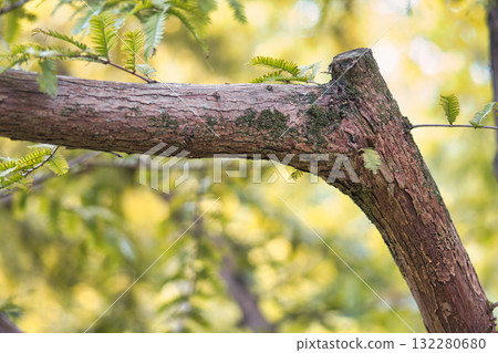 Close-up of a brown branch with new shoots Close-up of a brown branch with new shoots 132280680