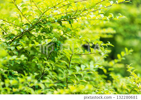 新鮮的綠色 新鮮的綠色 132280681