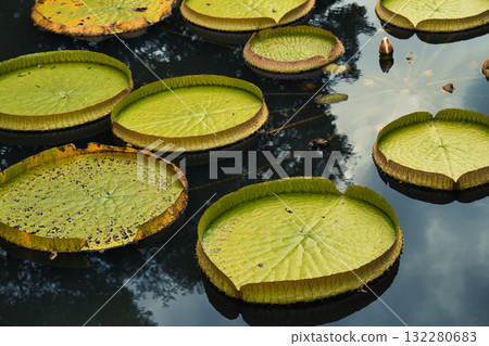 Floating leaves of Giant Onibus Floating leaves of Giant Onibus 132280683