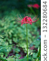 紅蜘蛛百合 132280684