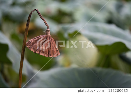 Withered lotus flower trunk 132280685