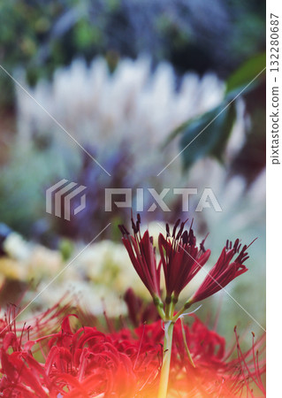 Licorice flower Licorice flower 132280687