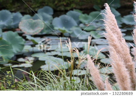 蒲葦和荷塘 132280689