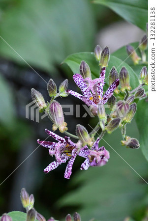 Toad Lily Toad Lily 132281138