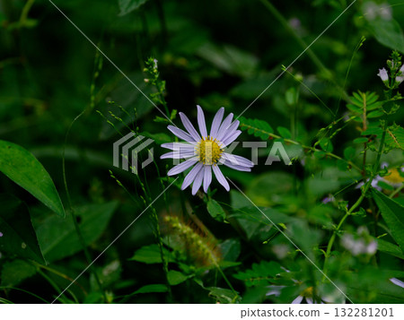 Autumn wildflowers Asteraceae Sawflower flowers 132281201