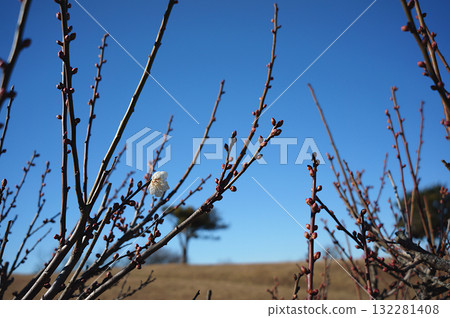 A single plum blossom against a blue sky | Plum blossom hunting at Taura Plum Village, a sign of spring 132281408