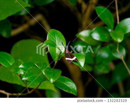 晝夜蛾、蓼科、螢火蟲 132281520