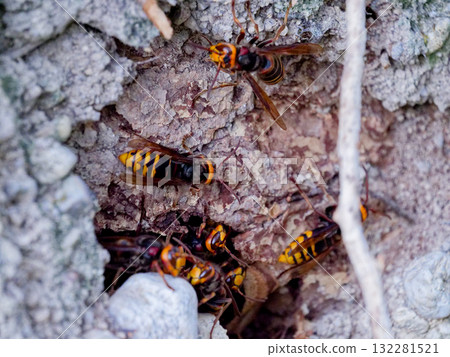 黃蜂科黃蜂的樹洞築巢 132281521