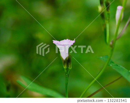 Flowering of Hosia sagao 132281541