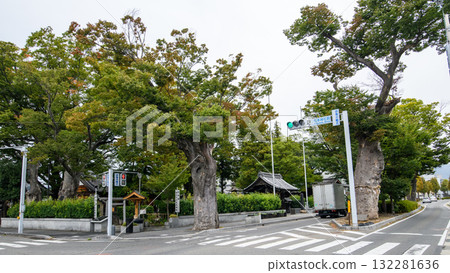 長野縣松本神社、大櫸樹 長野縣松本神社、大櫸樹 132281636