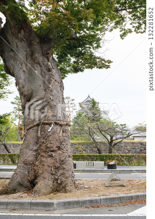 Matsumoto Shrine, Giant Zelkova Tree and Matsumoto Castle, Nagano Prefecture Matsumoto Shrine, Giant Zelkova Tree and Matsumoto Castle, Nagano Prefecture 132281652