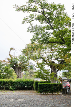 Matsumoto Shrine, Giant Zelkova Trees and Matsumoto Castle, Nagano Prefecture 132281660