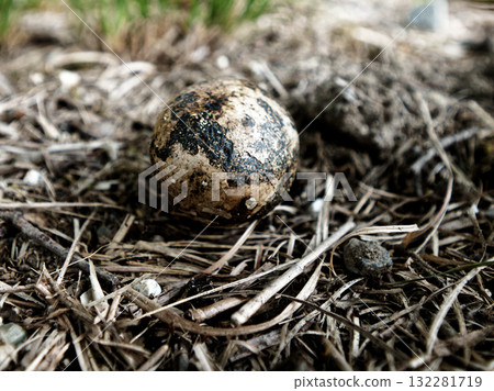 蘑菇世界小蓼蘑菇 蘑菇世界小蓼蘑菇 132281719