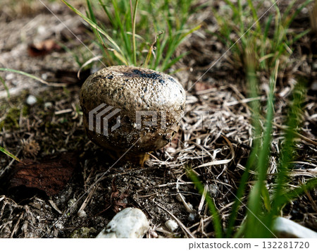 蘑菇世界小蓼蘑菇 132281720