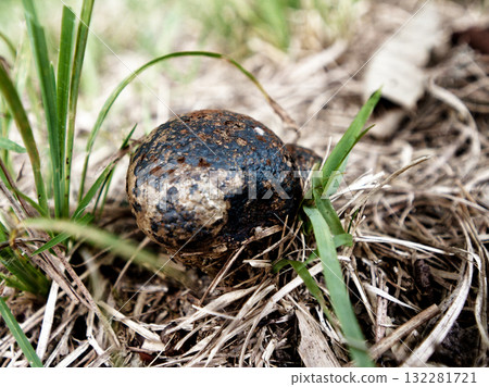 蘑菇世界小蓼蘑菇 132281721