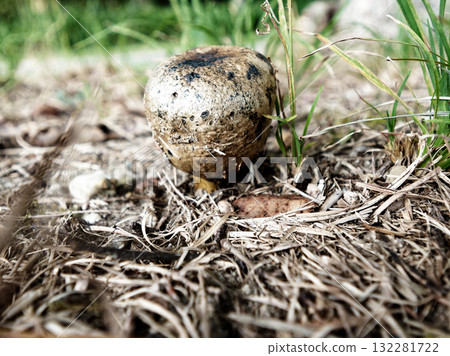 蘑菇世界小蓼蘑菇 132281722