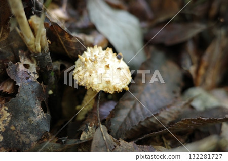 秋天的森林裡出現了假杉菇。 132281727