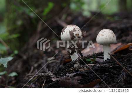 A poisonous mushroom appears in the autumn forest. A poisonous mushroom appears in the autumn forest. 132281865