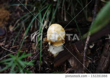 A poisonous mushroom appears in the autumn forest. 132281866