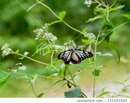 遊蝶科的吸蜜蝴蝶 遊蝶科的吸蜜蝴蝶 132281930