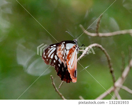 遊蝶科的吸蜜蝴蝶 132281933