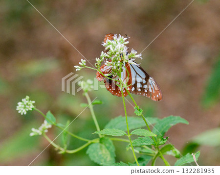 遊蝶科的吸蜜蝴蝶 遊蝶科的吸蜜蝴蝶 132281935