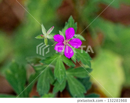 藥草 Gennoshouko 的紅色花朵 藥草 Gennoshouko 的紅色花朵 132281988