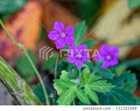 藥草 Gennoshouko 的紅色花朵 132281989