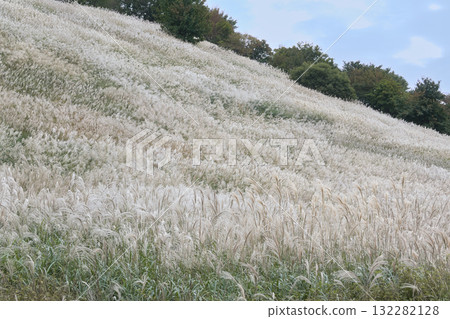 A wide field of silver grass on the slope of a mountain A wide field of silver grass on the slope of a mountain 132282128