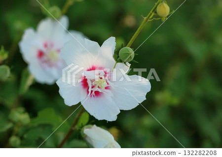 Refreshing flower of Mukuge Refreshing flower of Mukuge 132282208