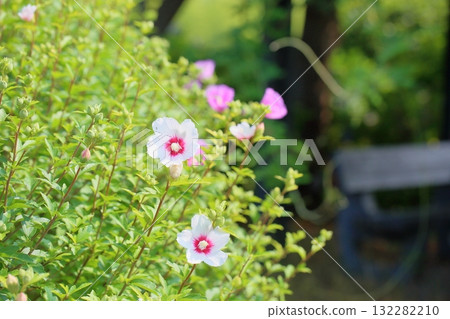Refreshing flower of Mukuge Refreshing flower of Mukuge 132282210