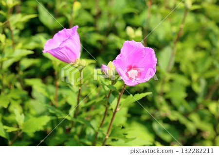 Cute Rose of Sharon flower Cute Rose of Sharon flower 132282211