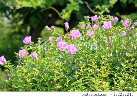 Cute Rose of Sharon flower 132282213