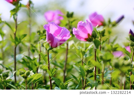 Cute Rose of Sharon flower Cute Rose of Sharon flower 132282214