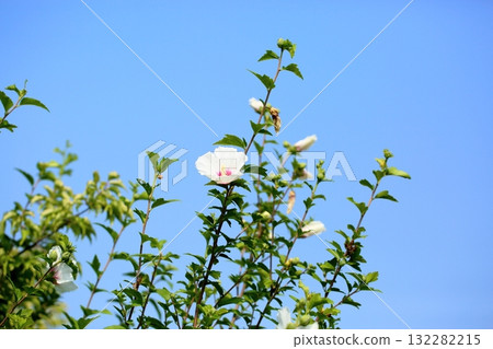 Refreshing flower of Mukuge Refreshing flower of Mukuge 132282215