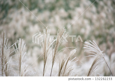 潘帕斯草預示著秋天的到來 潘帕斯草預示著秋天的到來 132282233