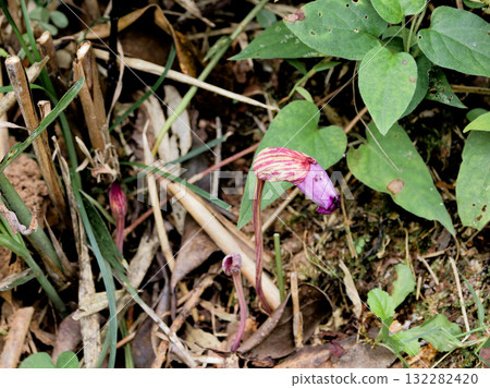 禾本科寄生植物，寄生在芒草的根部。 132282420